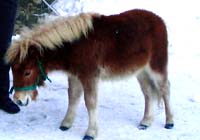 Pony - Reitstunden